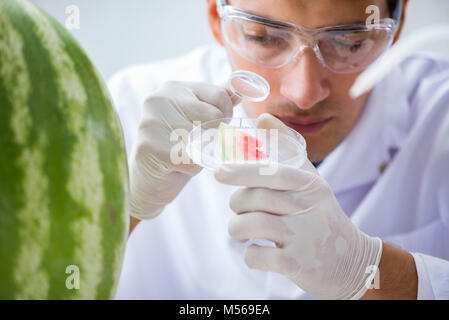 Wissenschaftler testen Wassermelone im Labor Stockfoto