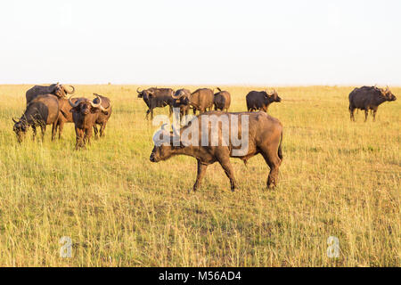 Afrikanische Büffel auf der Savanne Stockfoto