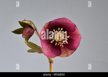 In der Nähe von Burgund nieswurz mit offenen Blüte und geschlossene Knospe und Blätter gegen einen hellgrauen Hintergrund Stockfoto