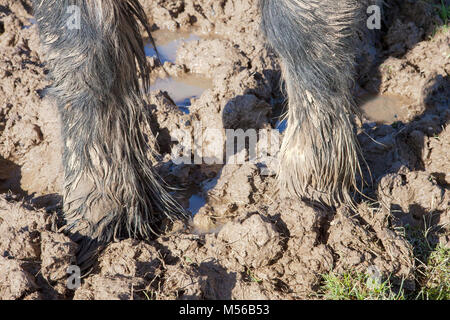 Pferd steht in Schlamm Stockfoto