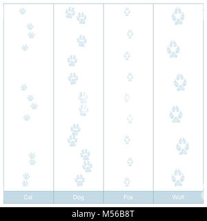 Titel von Hund, Katze, Fuchs und Wolf. Carnivore Pfotenabdrücke im Schnee zu vergleichen - Abbildung auf weißen Hintergrund. Stockfoto