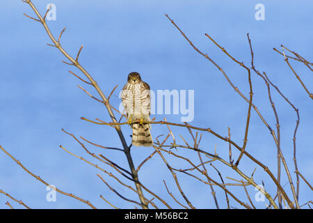 Juvenile Eurasian sparrowhawk Stockfoto
