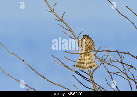 Juvenile Eurasian sparrowhawk Stockfoto