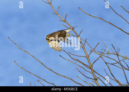 Juvenile Eurasian sparrowhawk Stockfoto