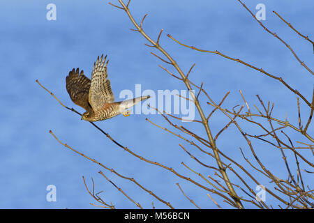 Juvenile Eurasian sparrowhawk Stockfoto