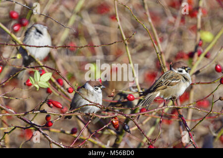Eurasische Tree sparrow Stockfoto