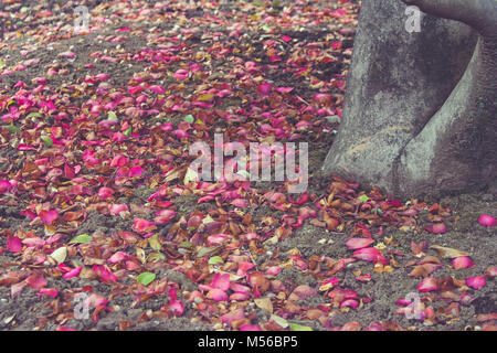 Bunte Blätter fallen auf den Boden neben Baum im Winter Saison. Stockfoto