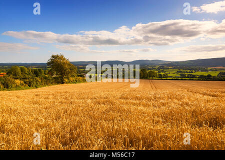 Gerstenfeld und Ackerland in der Nähe von Kilmaganee, County Kilkenny, Irland Stockfoto