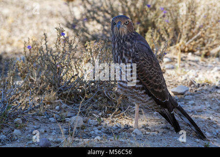 Junge blasse Chanting goshawk (Melierax canorus), im Schatten sitzen, auf einem Bein, Kgalagadi Transfrontier Park, Northern Cape, Südafrika, Afrika Stockfoto