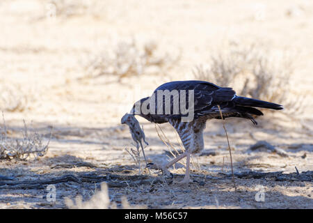 Blass Chanting Goshawk (Melierax canorus), jungen Vogel mit einem Nagetier Beute in Mund, Kgalagadi Transfrontier Park, Northern Cape, Südafrika, Afrika Stockfoto