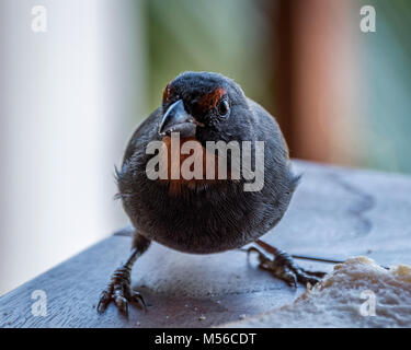 Weniger Antillian Gimpel (Loxigilla noctis), Antigua Stockfoto