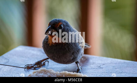 Weniger Antillian Gimpel (Loxigilla noctis), Antigua Stockfoto