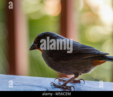 Weniger Antillian Gimpel (Loxigilla noctis), Antigua Stockfoto