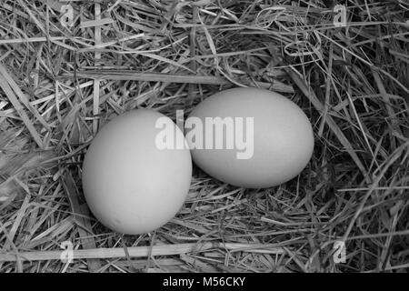 Huhn Eier, Schwarz und Weiß Stockfoto