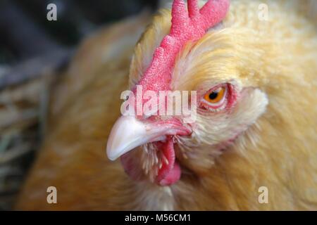 Henne Huhn, Festlegung Stockfoto