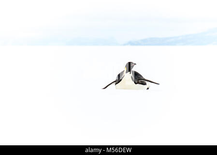 Kaiser Pinguin, Ross Eisschelf in der Antarktis Stockfoto