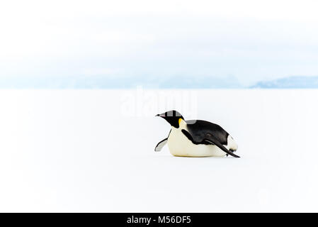 Kaiser Pinguin, Ross Eisschelf in der Antarktis Stockfoto