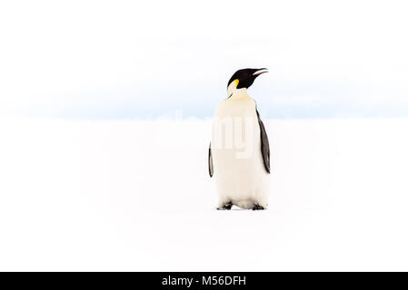 Kaiser Pinguin, Ross Eisschelf in der Antarktis Stockfoto