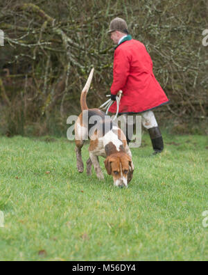 Huntsman zu Fuß mit einem foxhound Stockfoto