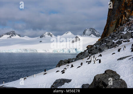 Antarktis, South Shetland Inseln. Half Moon Bay Half Moon Island. (62Â°35'27" W59°54'18' S) Zügelpinguin Kolonie (Pygoscelis antarctica) Stockfoto