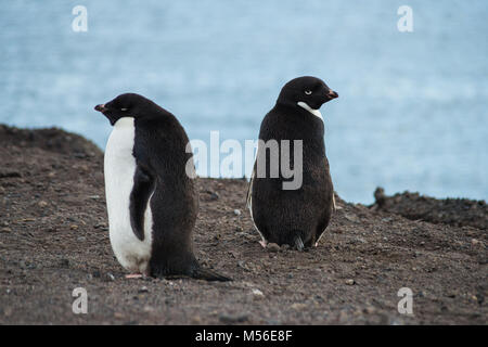Ein paar Adelie Pinguine, Ross Insel, Antarktis Stockfoto