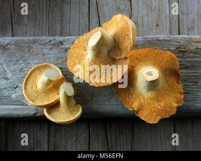 Frisch gepflückt Wiild organischer Pied de Mouton Pilze (Hydnum Repandum) oder Igel Pilze. Stockfoto