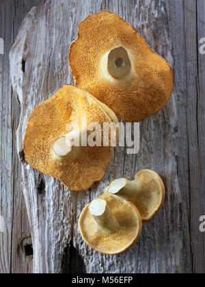 Frisch gepflückt Wiild organischer Pied de Mouton Pilze (Hydnum Repandum) oder Igel Pilze. Stockfoto