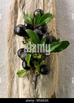 Frische Schlehe fron Bush die Schlehe (Prunus spinosa) Stockfoto