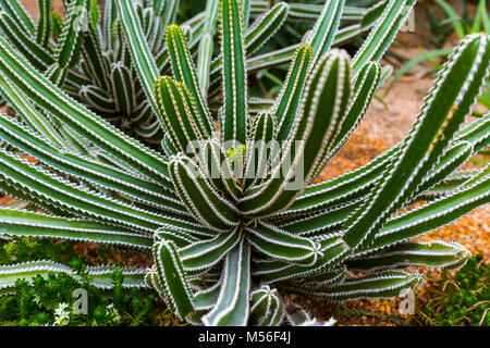 Cactus Gardens by the Bay in Singapur Stockfoto