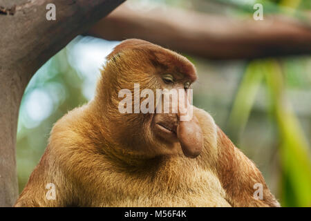 Proboscis Monkey Stockfoto