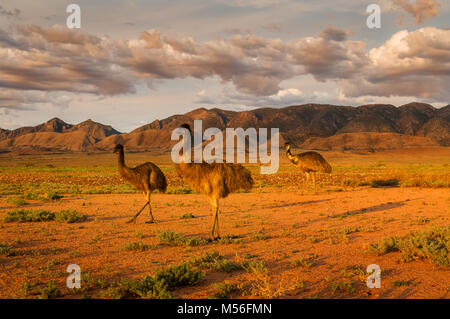 Emus auf der Nahrungssuche vor den Flinders Ranges. Stockfoto