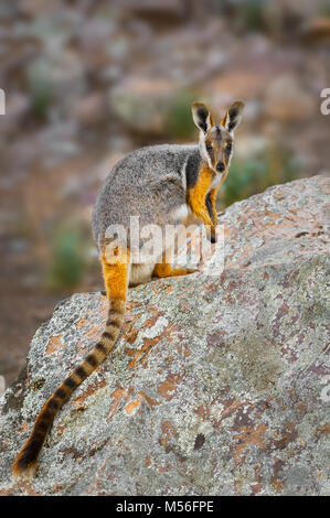 Gefährdeter Gelbfüßer-Felswallaby, der auf einem Felsen sitzt. Stockfoto