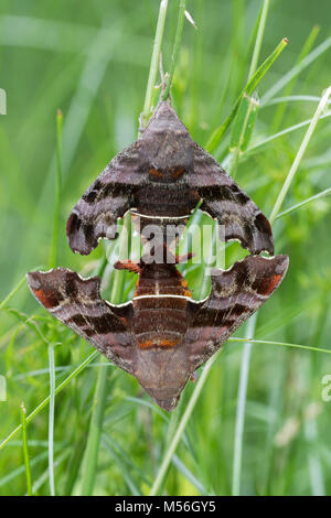 Nessus Sphinx Paarung in Gräsern am Schilf Läuft, Lancaster Conservancy, Lancaster County, Pennsylvania, Frühling. Stockfoto
