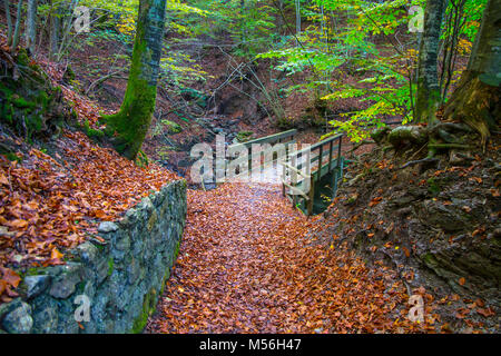 Herbst Wald mit Holz Brücke über Creek in Buchen Wald mit Bäumen und bunten Laub. Stockfoto