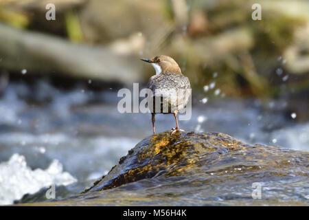 Weißer-throated Schöpflöffel Stockfoto