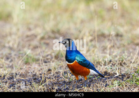 Ausgezeichnete starling auf die afrikanische Savanne Stockfoto