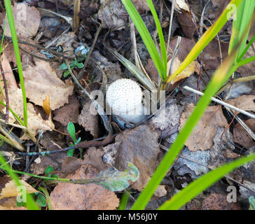 Die Natur Gemüse Pilze Amanita abrupta auf einem Wald Hintergrund. Stockfoto