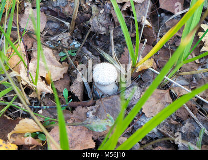 Die Natur Gemüse Pilze Amanita abrupta auf einem Wald Hintergrund. Stockfoto