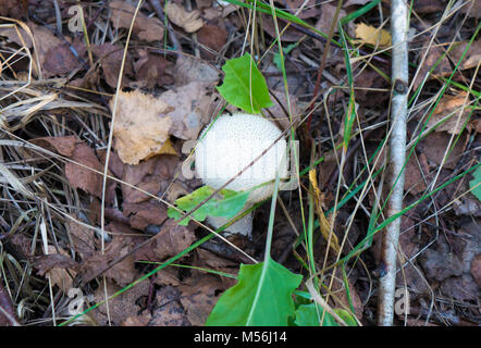 Die Natur Gemüse Pilze Amanita abrupta auf einem Wald Hintergrund. Stockfoto