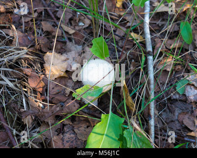 Die Natur Gemüse Pilze Amanita abrupta auf einem Wald Hintergrund. Stockfoto