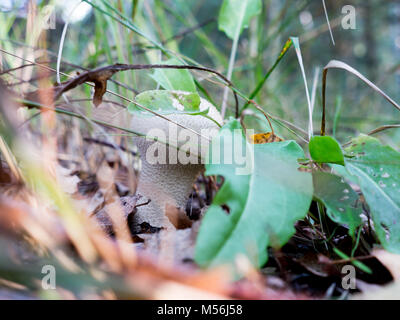 Die Natur Gemüse Pilze Amanita abrupta auf einem Wald Hintergrund. Stockfoto