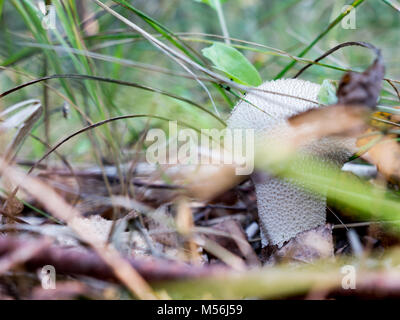 Die Natur Gemüse Pilze Amanita abrupta auf einem Wald Hintergrund. Stockfoto