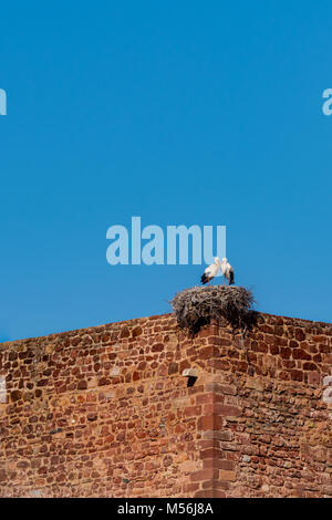 Ein nistkasten Paar Weißstörche auf einem Nest in Silves, Portugal Stockfoto