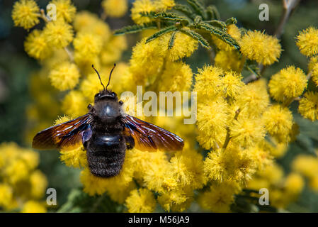 Violett Tischler Biene auf einer Mimosa Tree Stockfoto