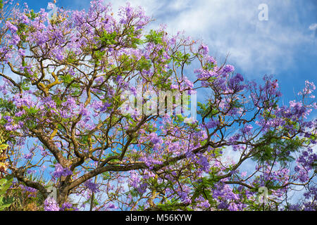 Schwarz poui oder Jacaranda mimosifolia Stockfoto
