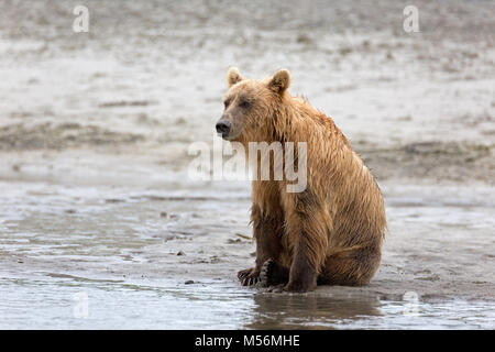 Grizzly Bär am Ufer des Flusses Douglas Stockfoto