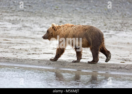 Grizzly Bär am Ufer des Flusses Douglas Stockfoto