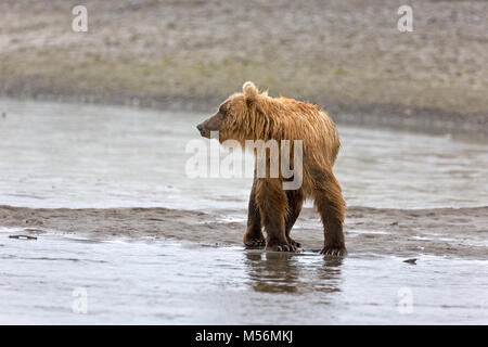 Grizzly Bär am Ufer des Flusses Douglas Stockfoto