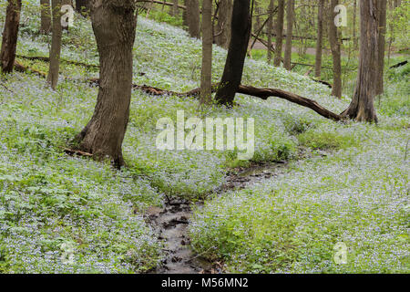 Blue-eyed Mary (Collinsia verna) den Waldboden im Braddock's Trail Park, Pennsylvania Teppiche. Stockfoto