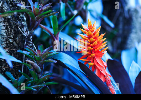Schönheit orange Blumen aus tropischen feuchten Wäldern, close-up Der heliconia im Garten, Nahaufnahme, Hintergrund. Blumen Frühling. Schöner Vogel-of-Paradies. Stockfoto